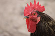 Rooster