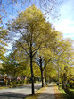 Allee Allee