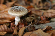 Champignon automne