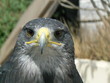 tete d'aigle 