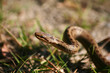 Serpent