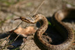 Serpent