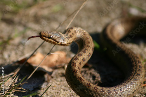 Serpent Serpent