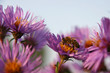 Abeille