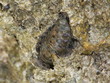 fossile fossile