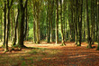 Autumn in the forest