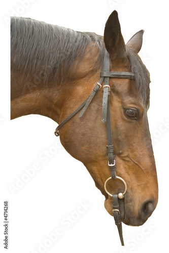 Photo: Brown horse head isolated Brown horse head isolated