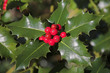 Ilex im Wald