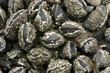 Mussels