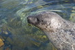 head of seal making water circles