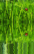 Ladybug in grass