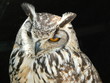 chouette hibou