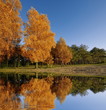 Colorful trees reflecting in a lake