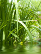 Rain drops on the blade of grass