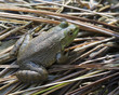 amphibian