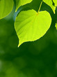 Green leaves