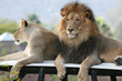 Lion and Lioness