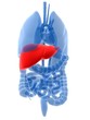 menschliche anatomie mit hervorgehobener leber
