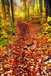 Trail in fall forest