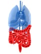 menschliche anatomie mit hervorgehobenem darm