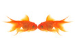 Goldfish Kiss