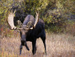 Moose, walking through autumn meadow Moose, walking through autumn meadow