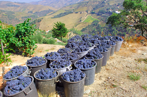 Portugal, Douro valley, Pinhao: Grape harvest