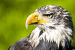 Greifvögel 