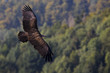 Greifvögel