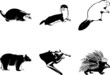 Wild Animals