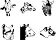 Wild Animals