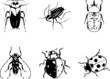 Bugs