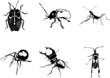 Bugs