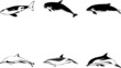 Sea Mammals