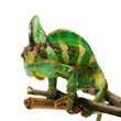 chameleon