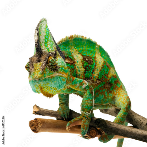 chameleon