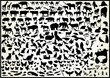 animals 250 vectors