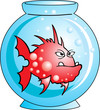 Red angry Comic fish in aquarium