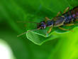 forficula auricularia
