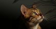 Portrait of a bengal cat Portrait of a bengal cat