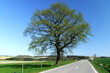 Eiche an der Straße