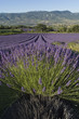 champ de lavande Provencal champ de lavande Provencal