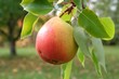 poire bio