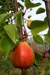 poire