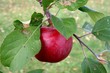 pomme