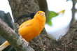 CANARY