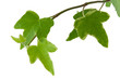 Hedera