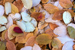 autumn leaves