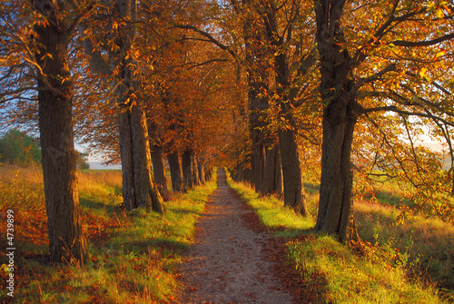 Kastanienallee
