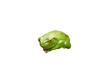 comfortable frog
